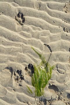 Close-up  detail opname van zand strand met hondenpoten  en voetstap afdrukken en gedroogd zeewier van Trinet Uzun