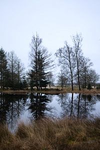 Stilleven