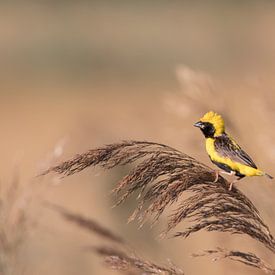 Yellow-crowned Bishop by Bert Snijder