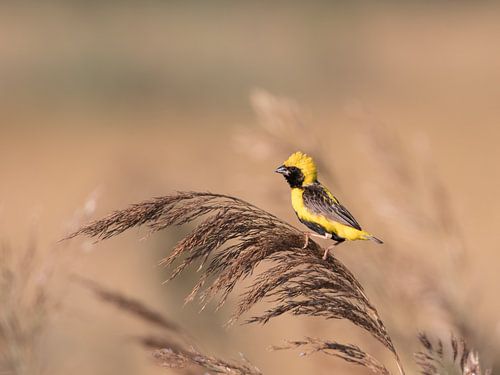 Yellow-crowned Bishop