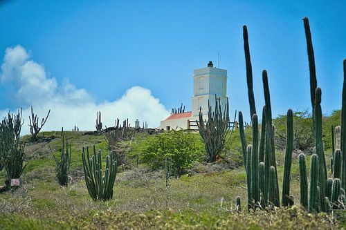 Seru Bentana vuurtoren tussen cactussen