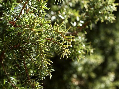 Dennetak in der Frühlingssonne