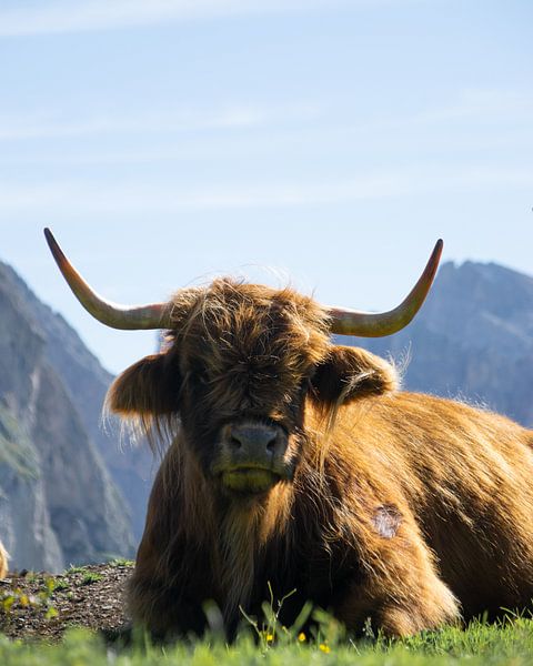 Schottische Highlander in den Dolomiten von Michael Jansen