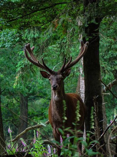 Hert veluwe apeldoorn
