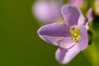 Weiße Blume.