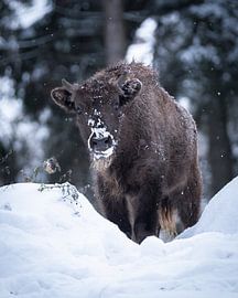 Wisent calf in the snow by Vincent Croce