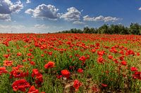 Field with poppies in Andalusia, Spain.