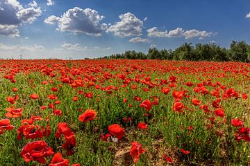 Feld mit Mohnblumen in Andalusien, Spanien. von Hennnie Keeris
