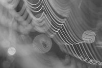 Creepy spider in its web in black and white. 