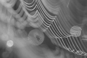 Griezelige spin in zijn web in zwart wit. van Astrid Brouwers
