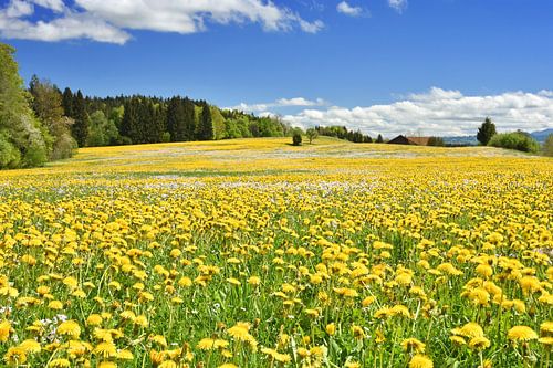 Frühling im Allgäu