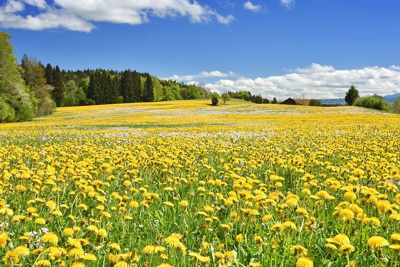 Spring in the Allgäu by Andreas Föll
