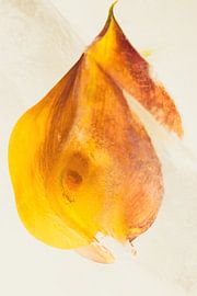 Pink calla in ice 2 by Marc Heiligenstein