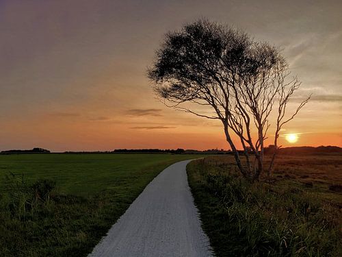 Schiermonnikoog - Kooiweg met eenzame berk