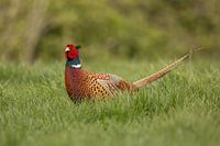 Pheasant in the country.
