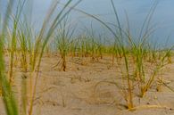 Helmgras op het strand in de avondzon van Leo Luijten thumbnail