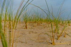 Helmgras op het strand in de avondzon