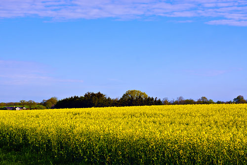 Een bloeiend koolzaadveld onder een blauwe hemel – lente op het platteland