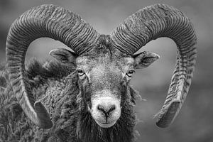 Auge in Auge mit dem Mufflon