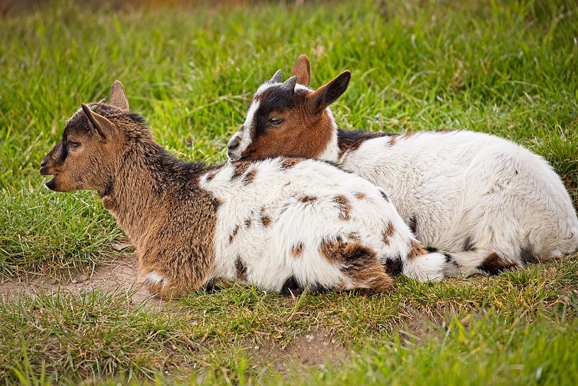 Juvenile Goats by Rob Boon