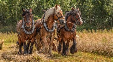 Horsepower van Ria Overbeeke