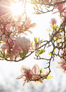 Een droom van een magnolia van Monique van Genderen (in2pictures.nl fotografie)