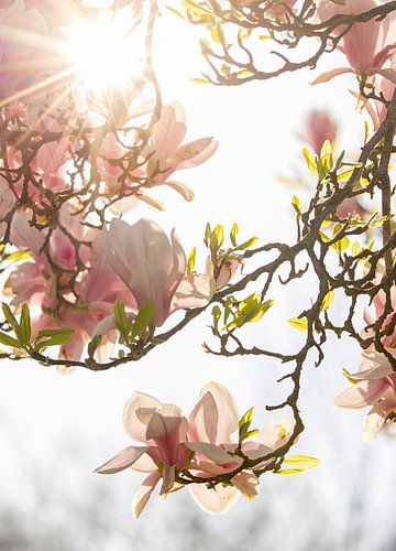 Een droom van een magnolia