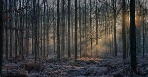 Zonlicht in het bos van Egon Zitter