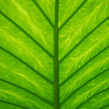 Tropisch groen blad aan de onderkant. Botanische natuurfotografie,  urban jungle art print