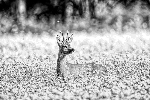 roebuck in flower field