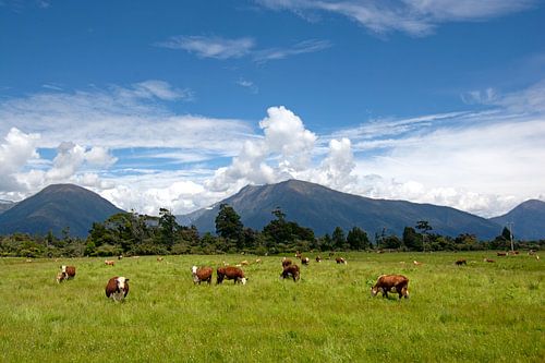 Bovins dans les montagnes