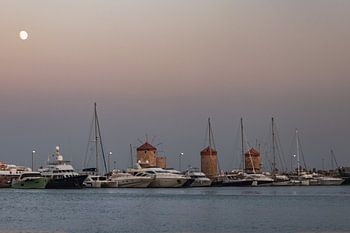 Rose in Rhodes city