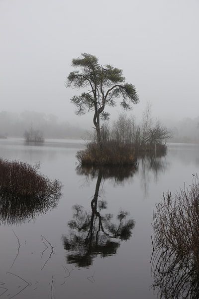 Oisterwijkse Bossen en Vennen by Christel Smits