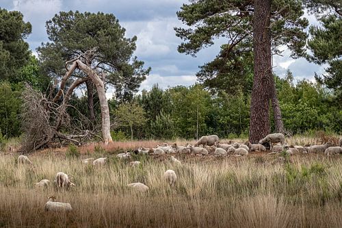 Schapen op de Strijbeekse heide in de lente met mooie wolkenpartij.