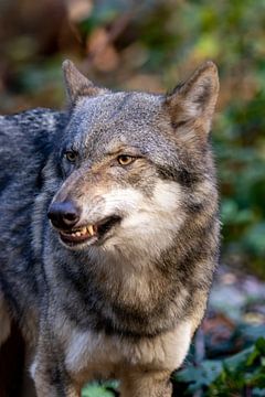 Wolf wat z'n tanden laat zien van Jack Van de Vin