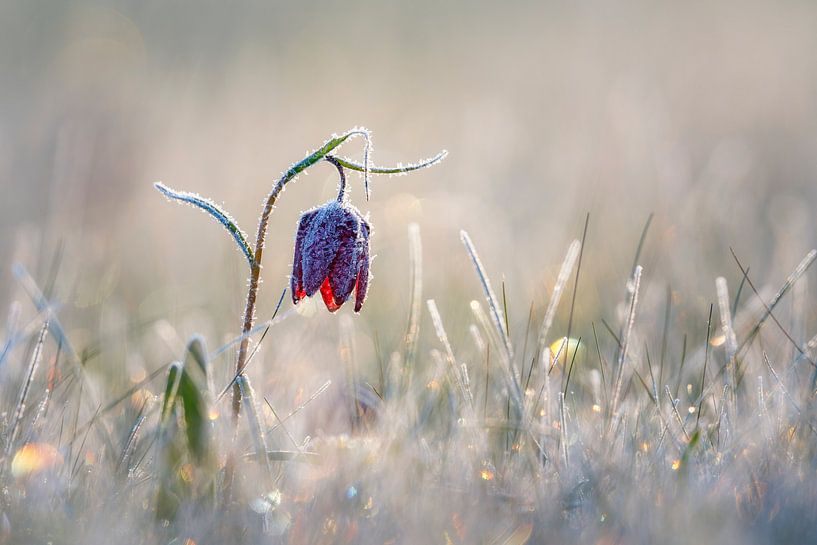 Chess flower with hoarfrost by Daniela Beyer