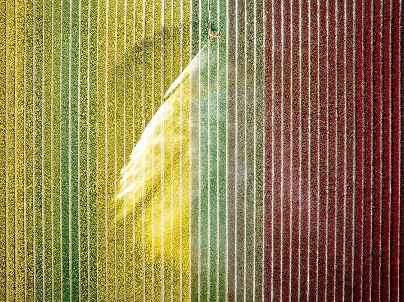 Tulips in a field sprayed by an agricultural sprinkler by Sjoerd van der Wal Photography