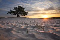 Tree and sand dunes II