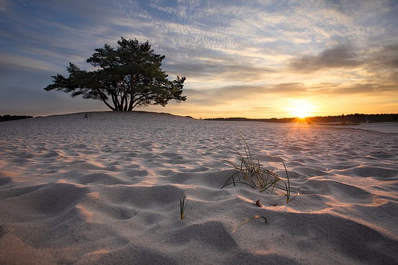 Arbres et dunes de sable II par Mark Leeman
