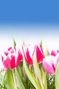 Boeket tulpen van Egon Zitter thumbnail