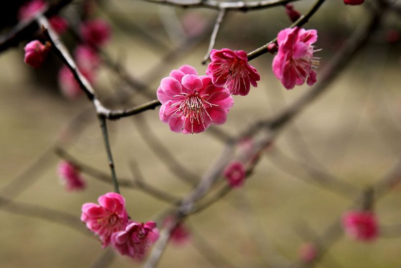 Plum Tree Blossom 2 van Ioanna Stavrakaki