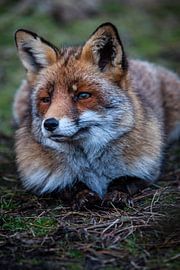Vos in de Amsterdamse Waterleiding Duinen van Jordi Wallenburg