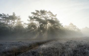 Een mistige dag in de natuur