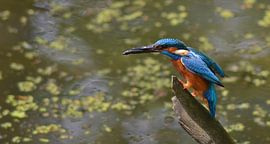 Ijsvogel by Hannie de Graaff