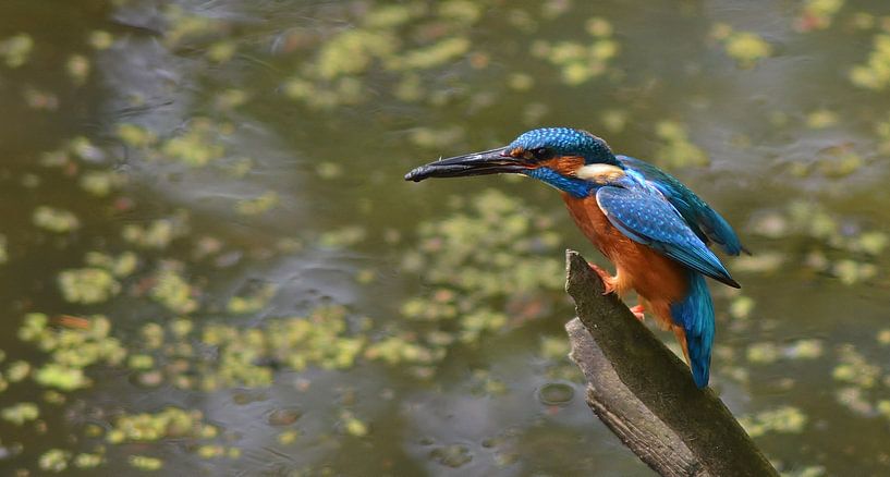 Ijsvogel by Hannie de Graaff