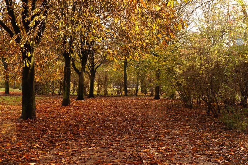 herfstpad in het bos von Robert Lotman