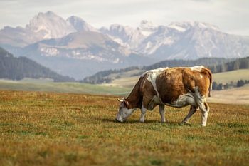 Vache paissant sur un alpage devant un majestueux panorama montagneux
