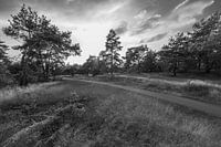 The Path