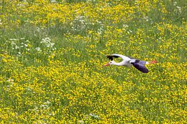 Storch fliegt über Butterblumen von Frans Lemmens