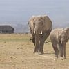 Afrika | Olifanten op de savanne - Afrika Kenia - Amboselli van Servan Ott